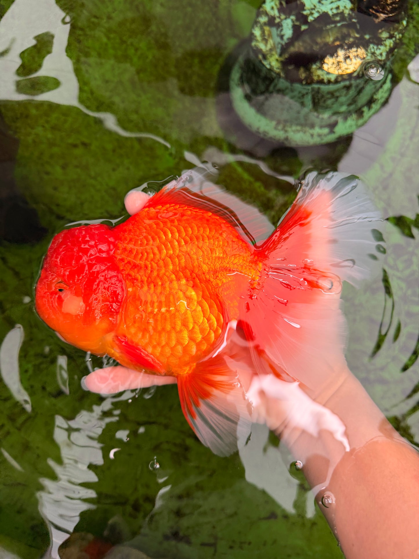 GIANT A Grade Jumbo Red White Oranda Female 7.5 inches #031326OR_05