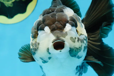 AAA Grade FLUFFY Panda Yuanbao Female 6-6.5 inches #100325YB_05