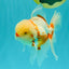A Grade Red White Oranda Male 5.5 inches #102326OR_16