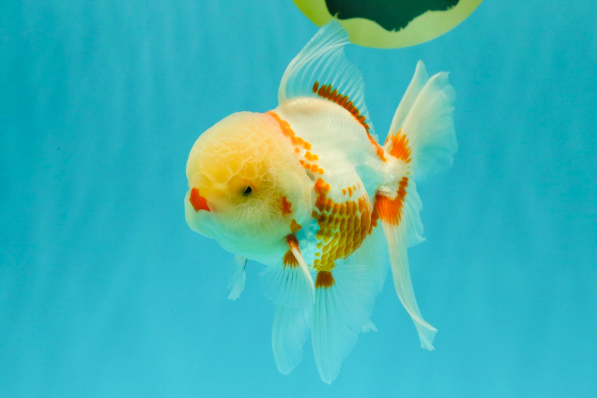 A Grade Red White Oranda Male 5.5 inches #102326OR_16