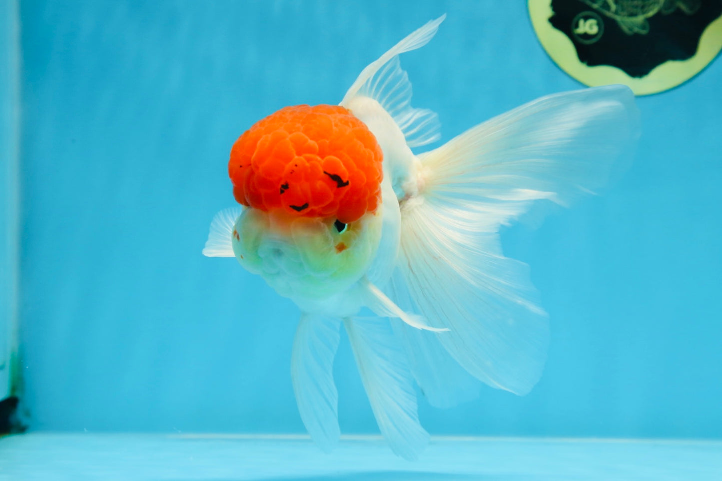 MARIO Red Cap Oranda Male 5-5.5 inches #072525OR_15