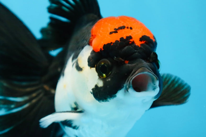 Tricolor Oranda Female 5 inches #091225OR_16