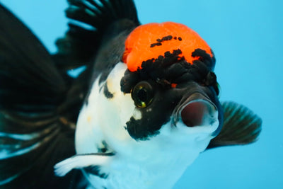 Tricolor Oranda Female 5 inches #091225OR_16
