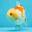 CHUBBY A Grade Red White Yuanbao Male 6 inches #041026YB_26
