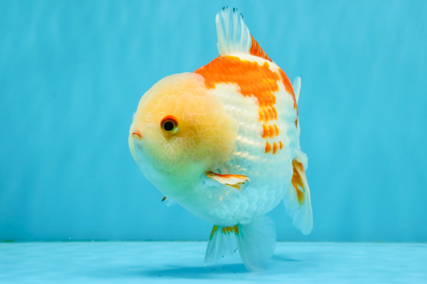 CHUBBY A Grade Red White Yuanbao Male 6 inches #041026YB_26