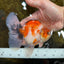 A Grade Young Godzilla Sakura Oranda Male 5.5 inches #080825OR_18