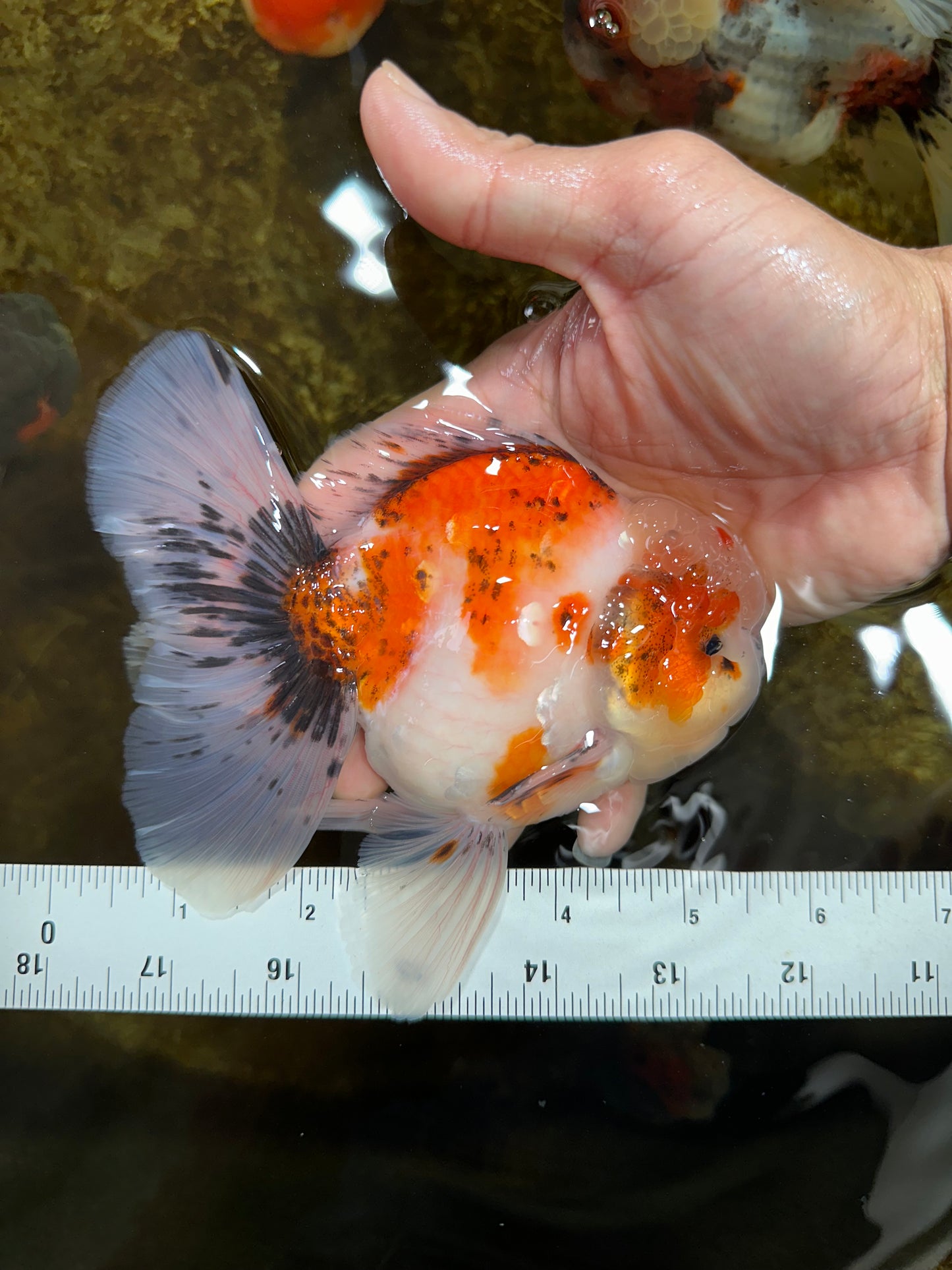 A Grade Young Godzilla Sakura Oranda Male 5.5 inches #080825OR_18