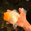 A  Grade White Oranda Male 6-6.5 inches #071026OR_27