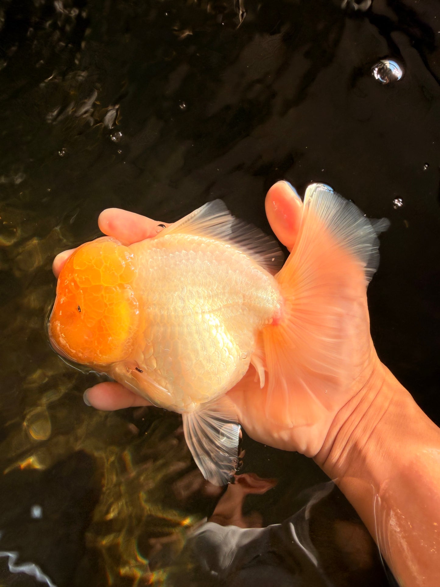 A  Grade White Oranda Male 6-6.5 inches #071026OR_27