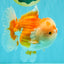 A Grade Red White Oranda Male 6 inches #081426OR_10