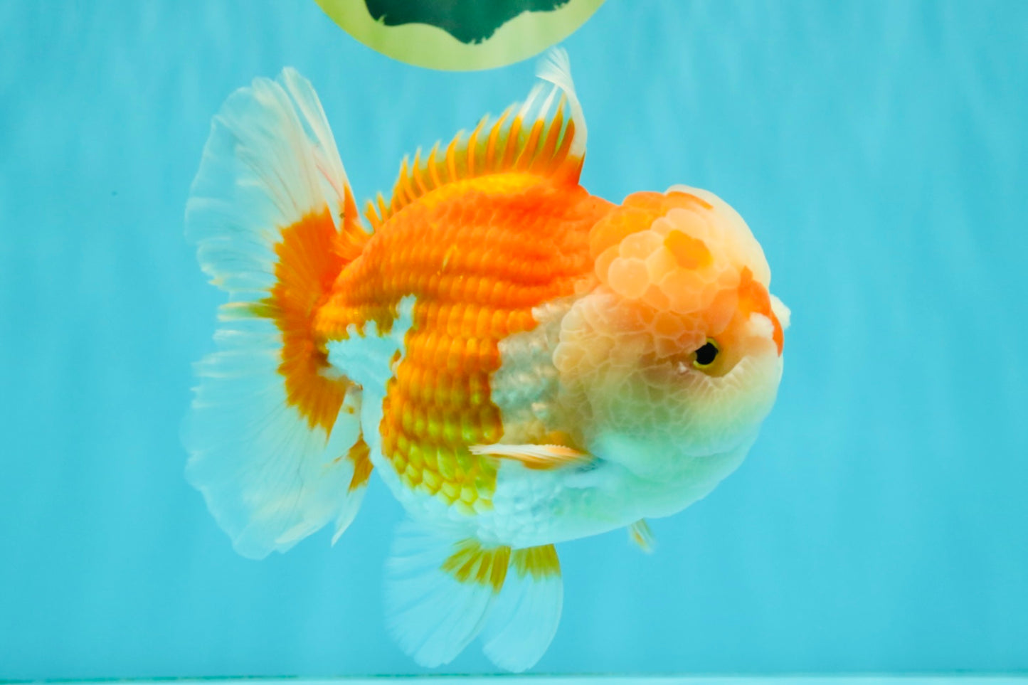 A Grade Red White Oranda Male 6 inches #081426OR_10