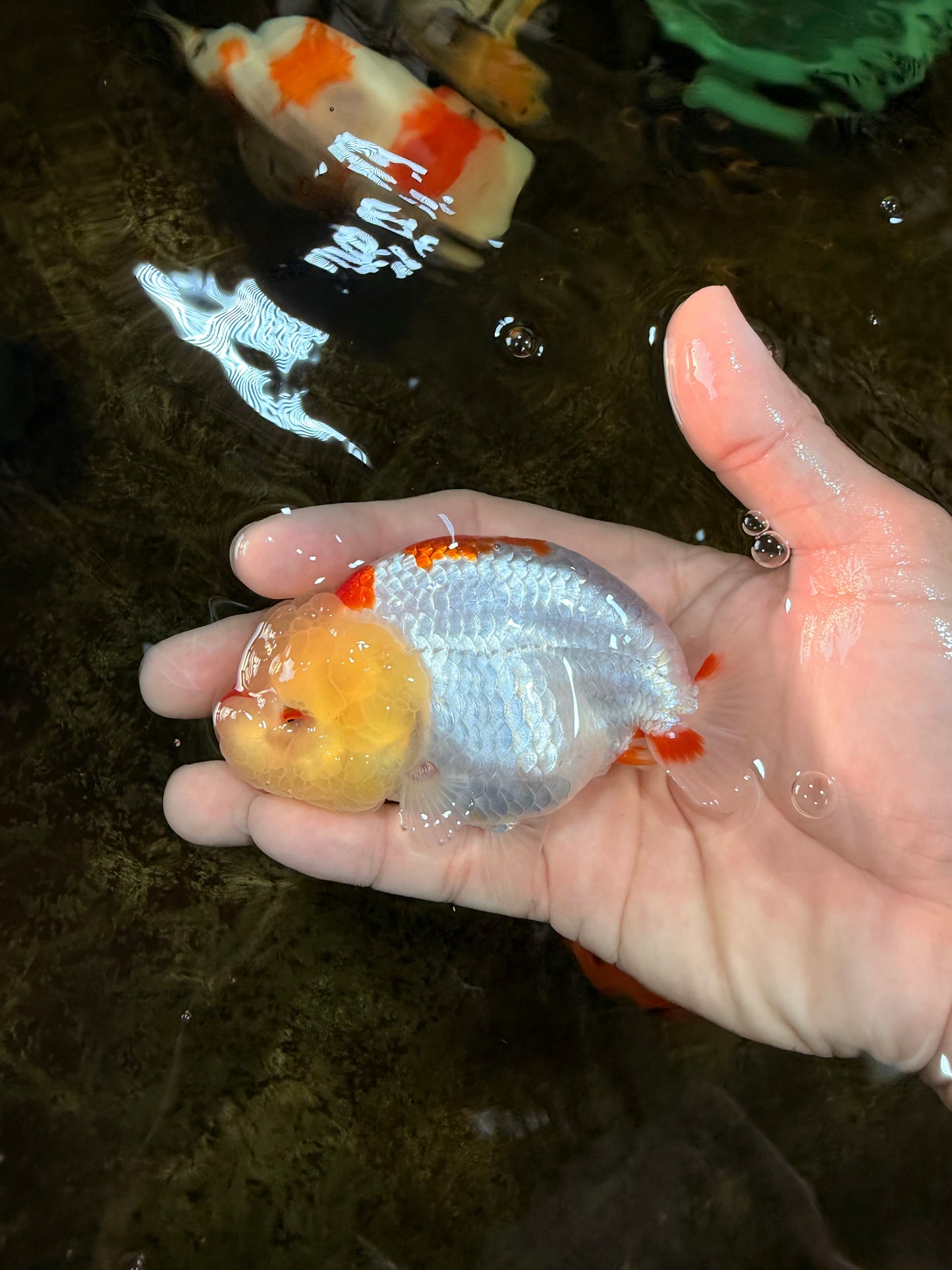 A Grade Red White Kohaku LionQueen 4 inches #101725LC_07