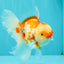 A Grade Red White Oranda Female 5.5 inches #061926OR_13