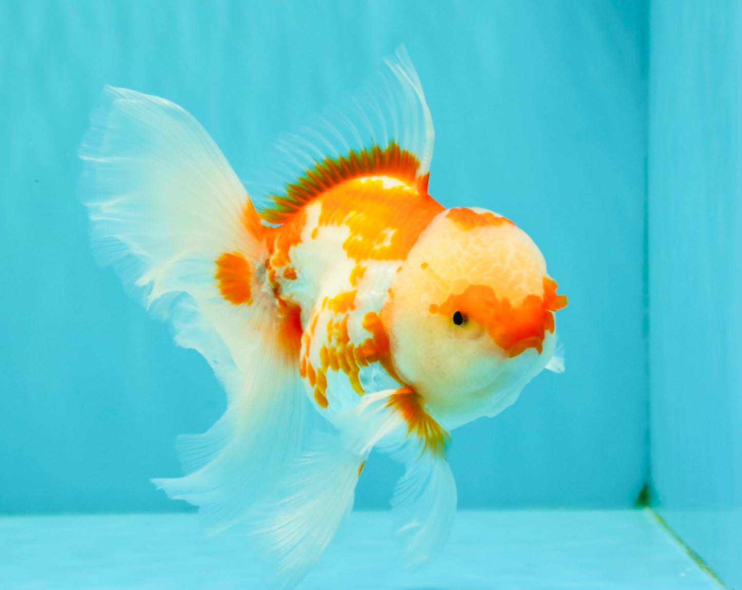 A Grade Red White Oranda Female 5.5 inches #061926OR_13