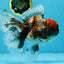 A Grade Kirin Oranda Female 6 inches #110725OR_02