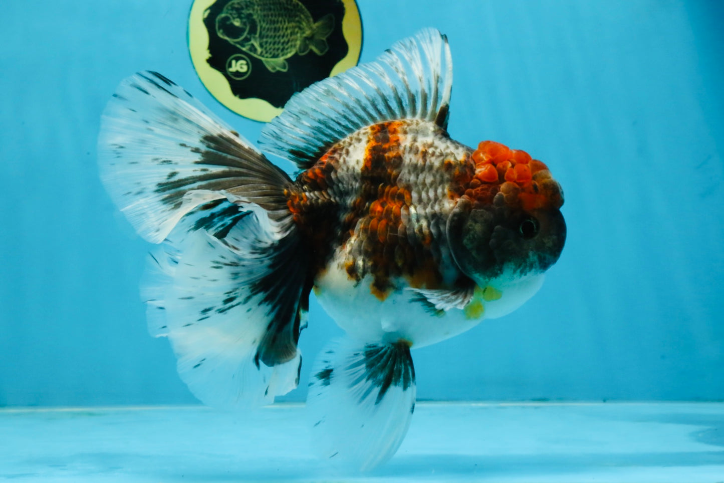 A Grade Kirin Oranda Female 6 inches #110725OR_02