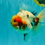AAA Grade Sanke Marble Oranda Male 6.5 inches #062626OR_03