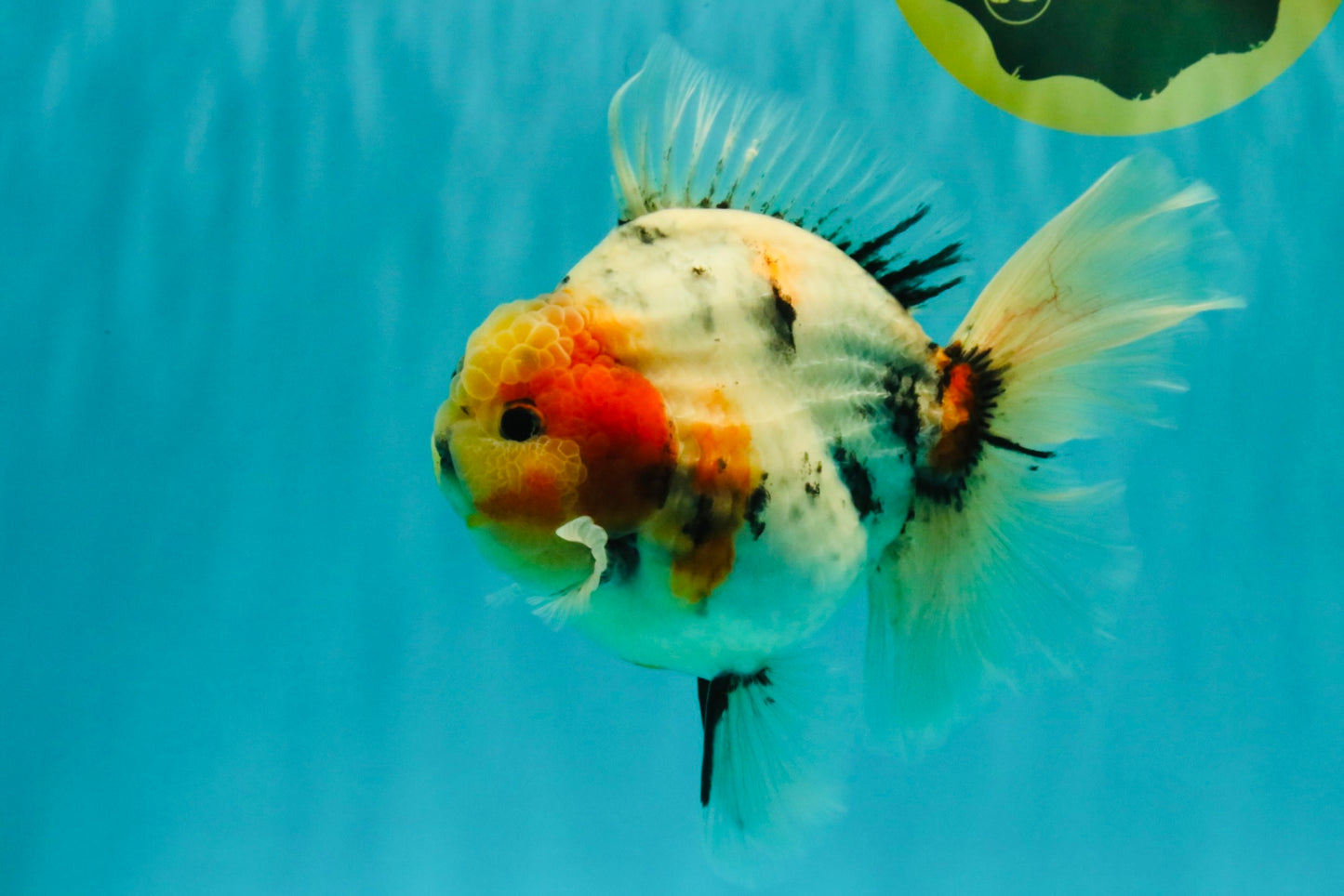 AAA Grade Sanke Marble Oranda Male 6.5 inches #062626OR_03