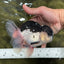 AAA Grade Panda Oranda Male 5.5  inches #112924OR_19