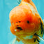 CHONKY A Grade Sakura Oranda Male 6 inches #070626OR_13