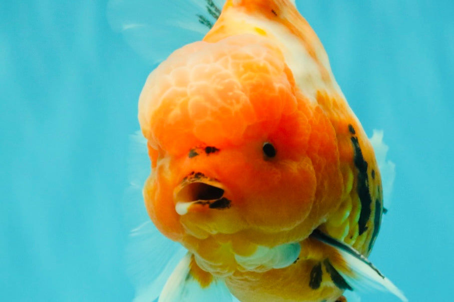 CHONKY A Grade Sakura Oranda Male 6 inches #070626OR_13