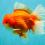 ANGER AAA Grade Broadtail Red White Oranda Male 7 inches #071026OR_05