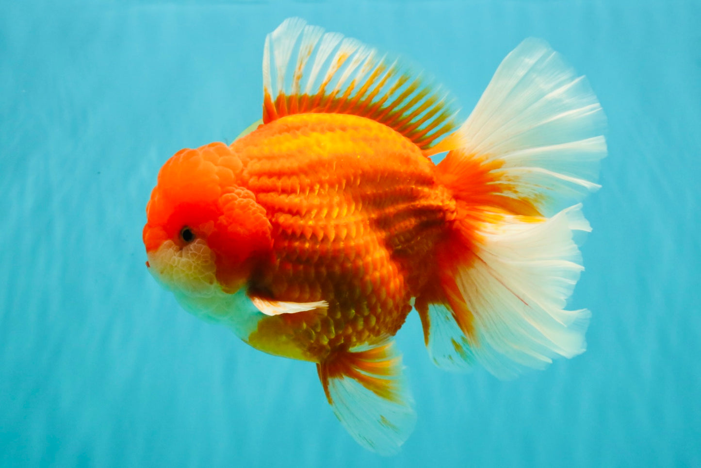 ANGER AAA Grade Broadtail Red White Oranda Male 7 inches #071026OR_05
