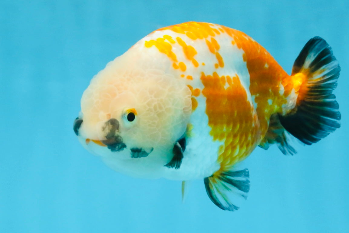 A Grade Tricolor LionKing 5-5.5 inches #112125LC_01