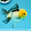 Panda Oranda de catégorie A, femelle Lemonhead, 5 pouces #0927OR_28