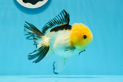 Panda Oranda de catégorie A, femelle Lemonhead, 5 pouces #0927OR_28