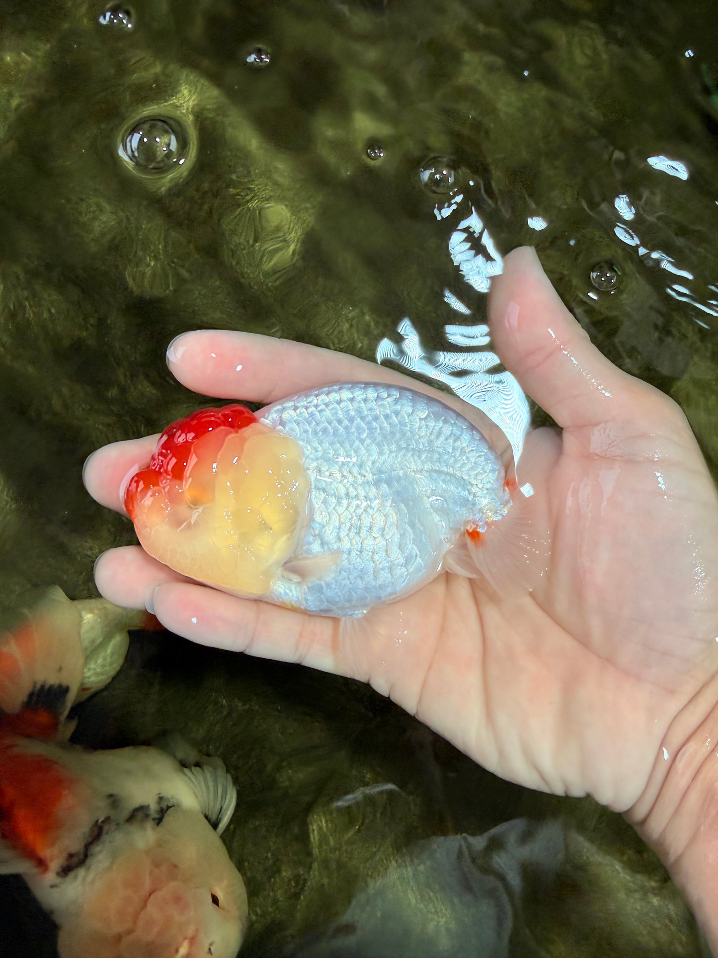 A Grade Tancho Red White LionQueen 4-4.5 inches #031326LC_08