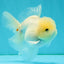 BEAUTY A Grade White Sakura Oranda Male 5.5 inches #050126OR_09