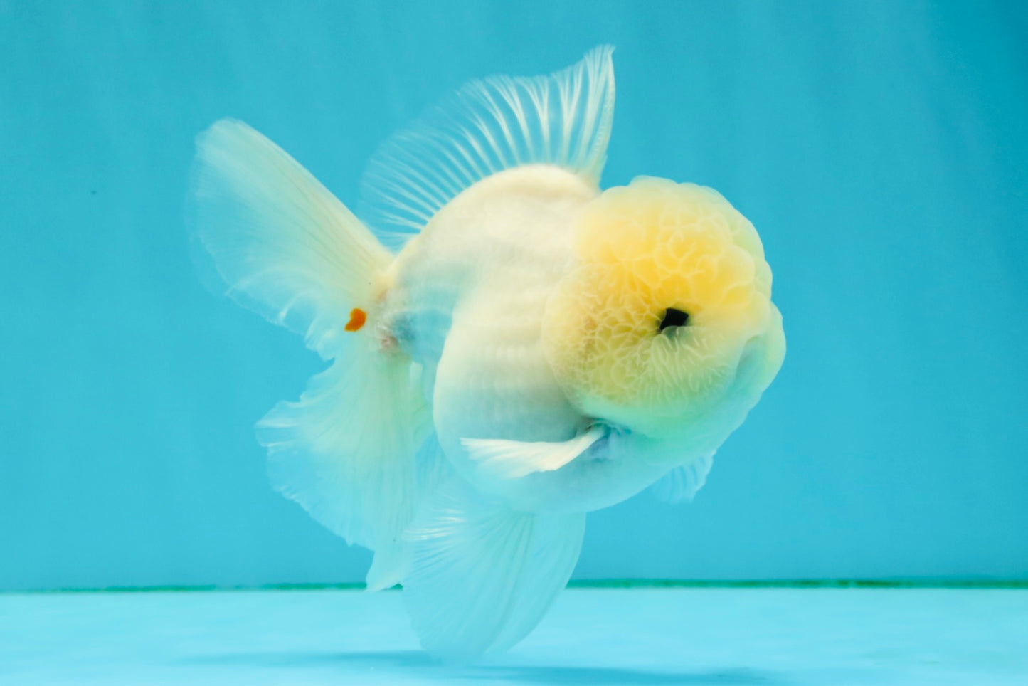 BEAUTY A Grade White Sakura Oranda Male 5.5 inches #050126OR_09