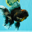 CHONKY A Grade Kirin Oranda Male 6.5-7 inches #071026OR_34