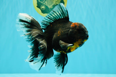 CHONKY A Grade Kirin Oranda Male 6.5-7 inches #071026OR_34