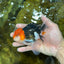 A Grade CHAPLIN Tricolor Oranda Male 5-5.5 inches #082925OR_07