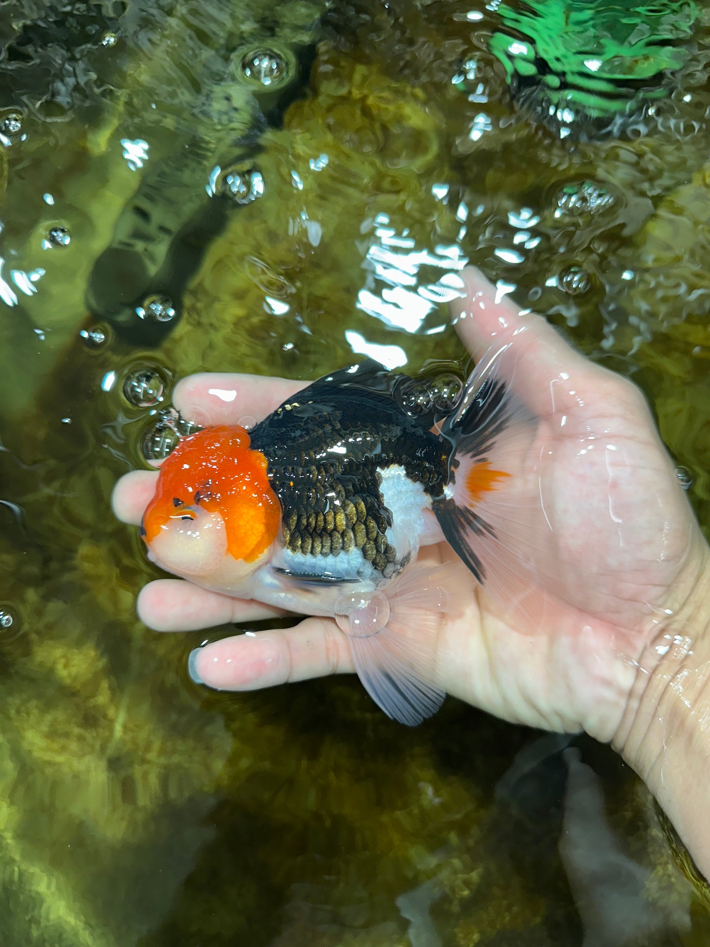 A Grade CHAPLIN Tricolor Oranda Male 5-5.5 inches #082925OR_07