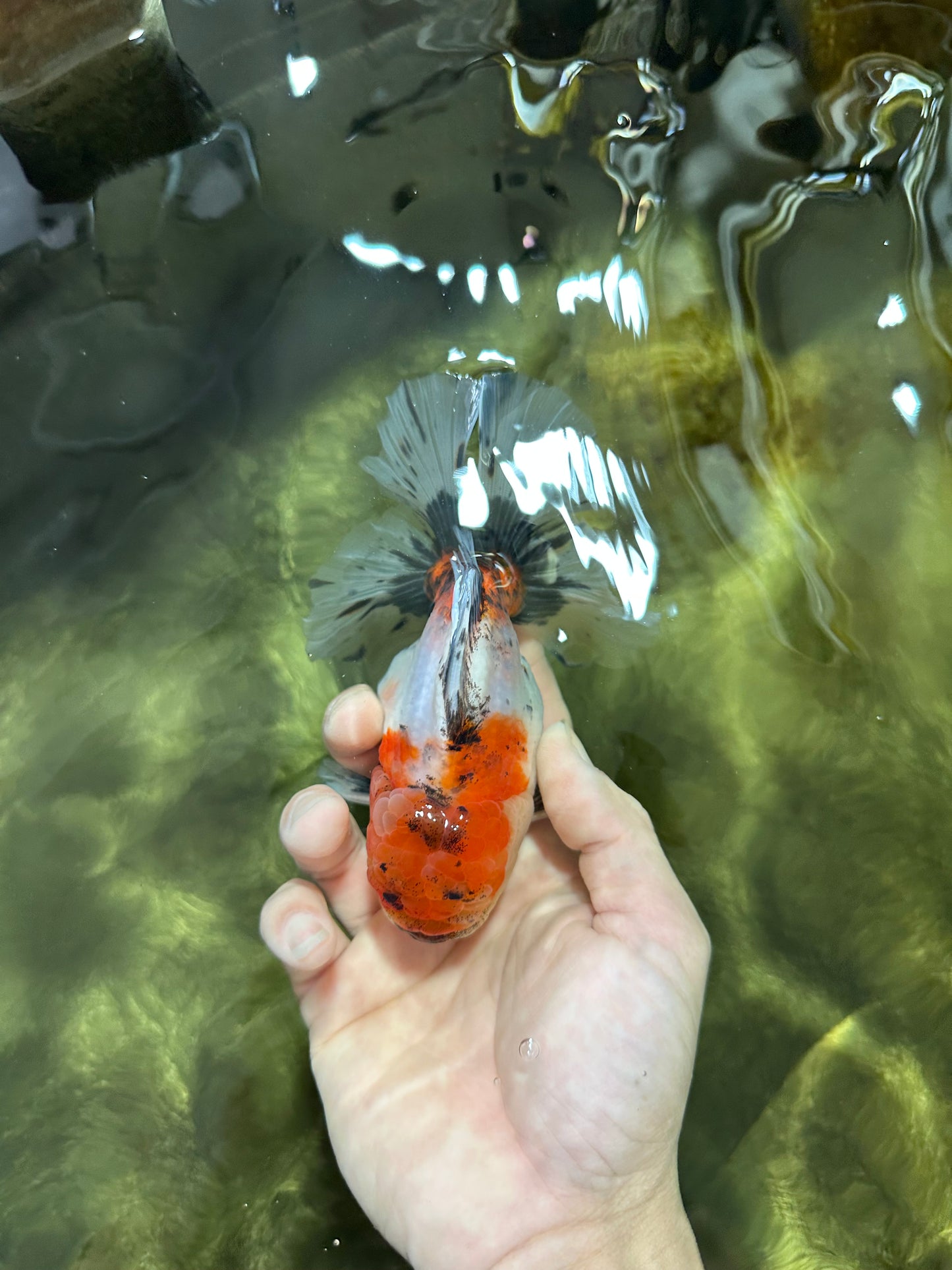 AAA Grade Godzilla Calico Sakura Button Eyes Oranda Male 5 inches #051625OR_17