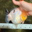 AAA Grade Diamond Scale White Sakura Yuanbao Female 5-5.5 inches #101626YB_40