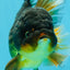 A Grade Tricolor Oranda Male 5.5 inches #112924OR_16