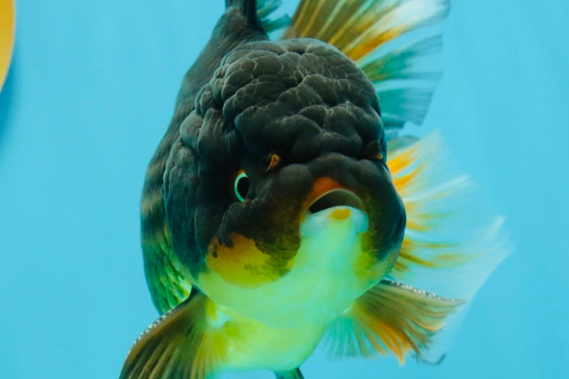 A Grade Tricolor Oranda Male 5.5 inches #112924OR_16