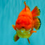 TOMATO A Grade Solid Red Yuanbao Male 5.5-6 inches #100226YB_10