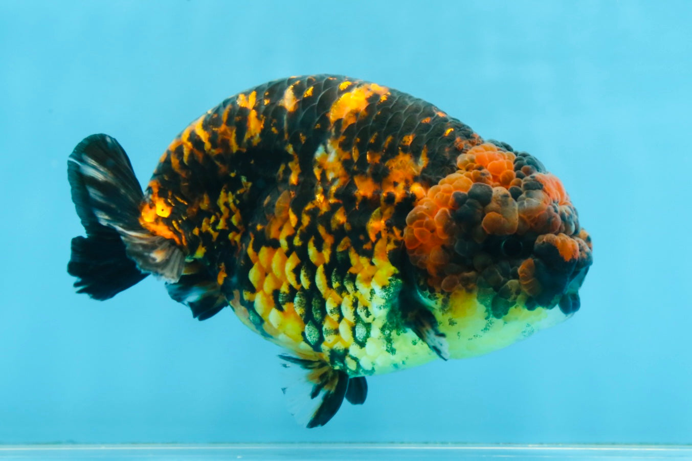 A Grade Tiger Strong Body Structure LionKing 5.5 inches #101725LC_22