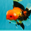 A Grade Apache Oranda Male 6 inches #080726OR_05