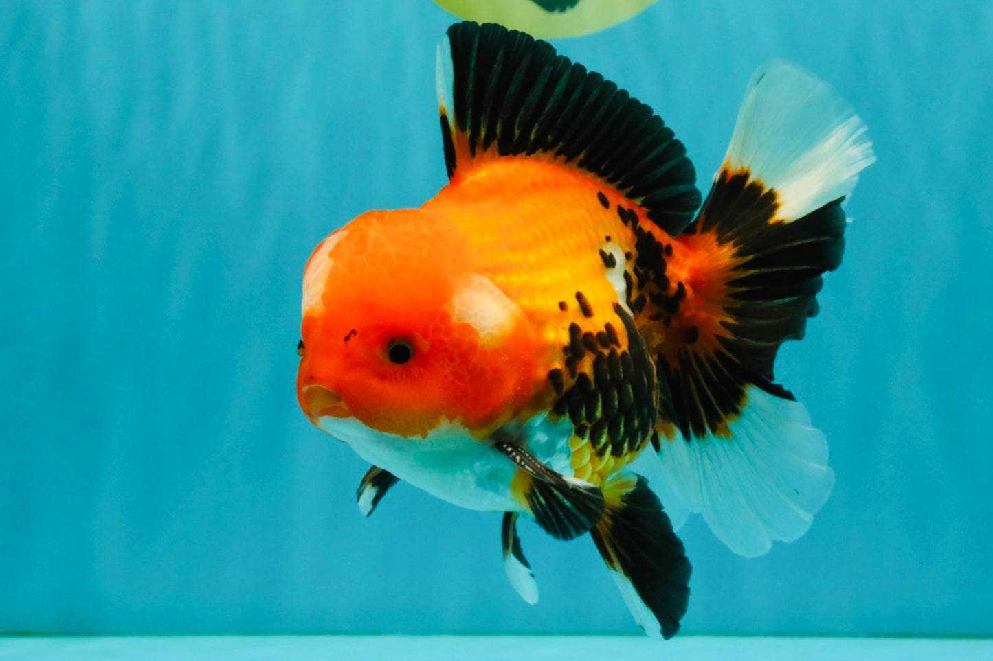 A Grade Apache Oranda Male 6 inches #080726OR_05