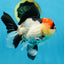 CHARLIE CHAPLIN A Grade Tricolor Oranda Male 5 inches #082225OR_15