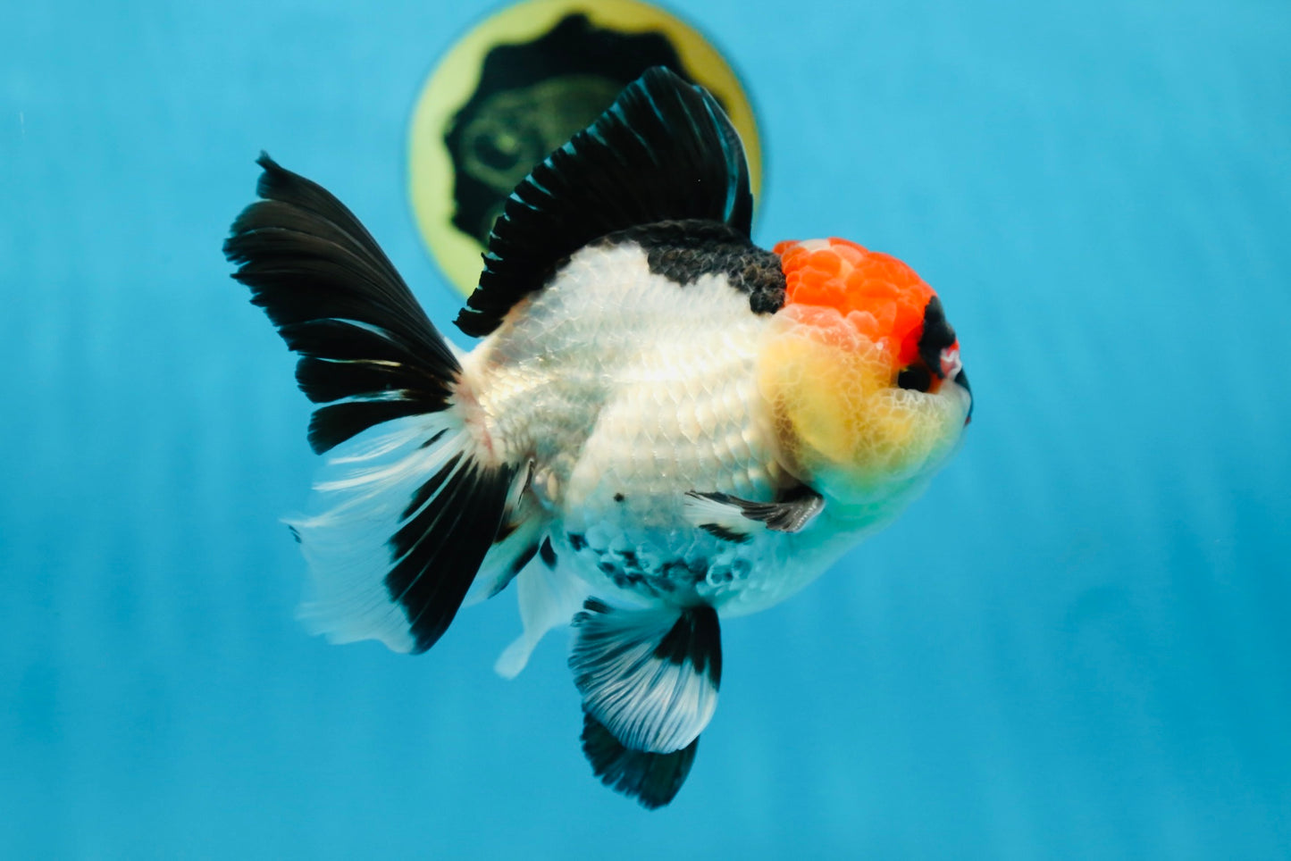 CHARLIE CHAPLIN A Grade Tricolor Oranda Male 5 inches #082225OR_15