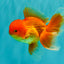 A Grade Red White Oranda Male 6 inches #082826OR_12