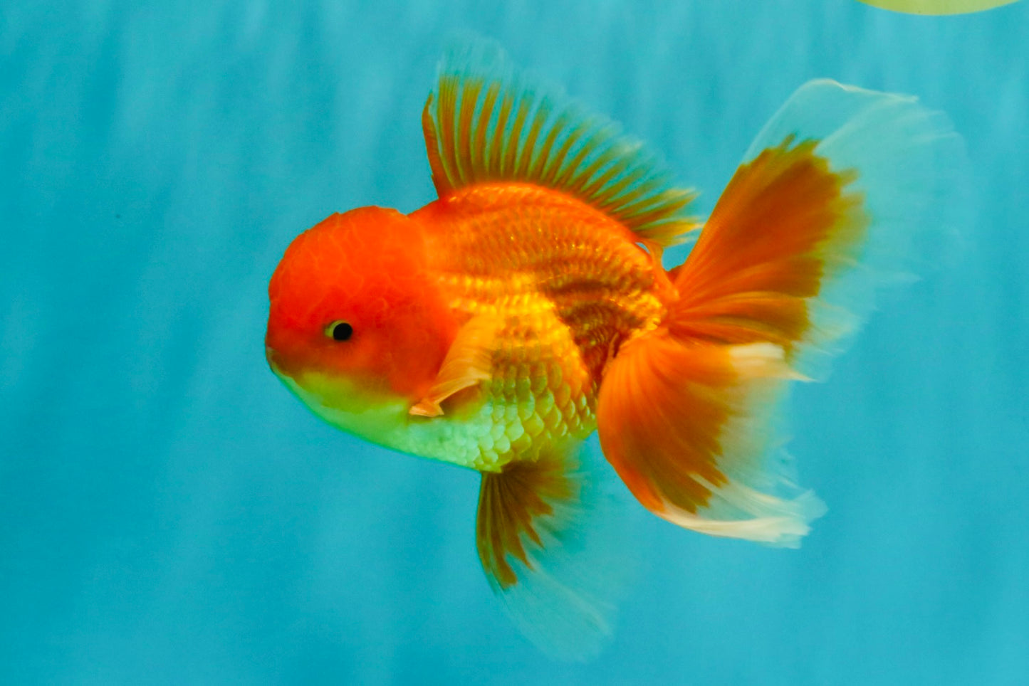 A Grade Red White Oranda Male 6 inches #082826OR_12