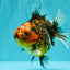 A Grade Tiger Oranda Female 5.5 inches #090426OR_07